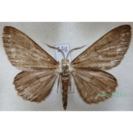 Hypomecis punctinalis (Scopoli, 1763) male Przylepek nakropek Czech24g